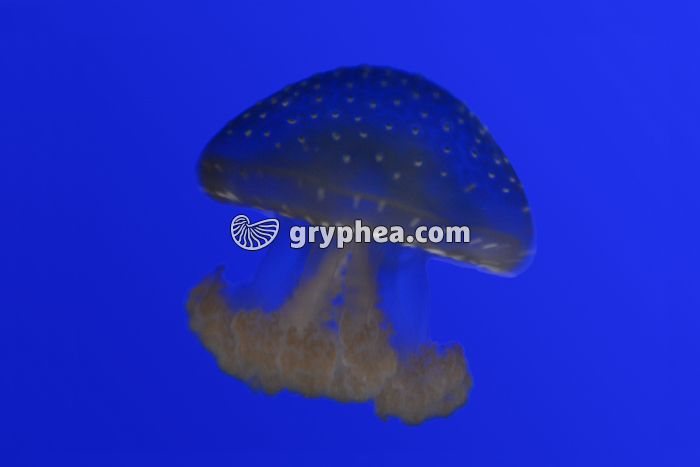 Méduse isolée en milieu marin - gryphea.com